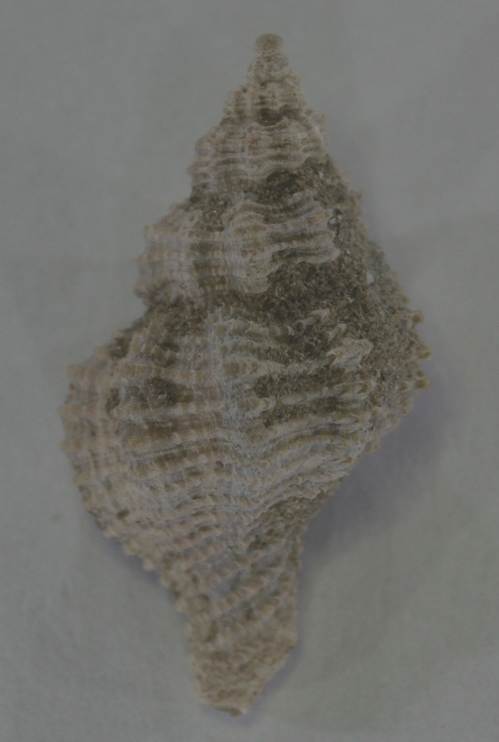 Gasteropode da identificare